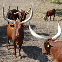 Native Pure Ankole-Watusi Cows