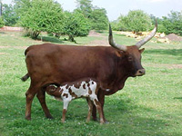 3/4 Ankole-Watusi + 1/4 Brown Swiss cow and her colorful baby.