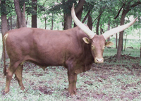 La Dorada Mica, FP Bull La Dorada Mica, FP Bull