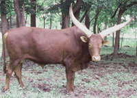 La Dorada Mica, FP Bull