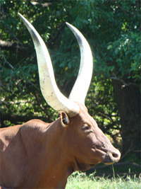 La Dorada Zulu, FP Cow