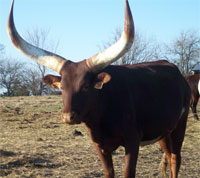 Native Pure Cow