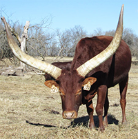 La Dorada Robin, FP Cow> La Dorada Robin, FP Cow>