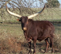 Native Pure Cow