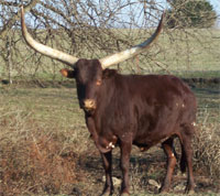 Native Pure Cow Native Pure Cow