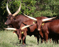 La Dorada Red Eagle (Foundation Pure Bull) With Two Foundation Pure Cows.