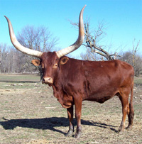 Longhorn Bull