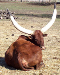La Dorada Zulu, Foundation Pure Cow