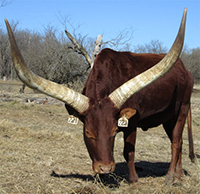 La Dorada Robin, FP Cow, Daughter Of Ridoro Chambezi