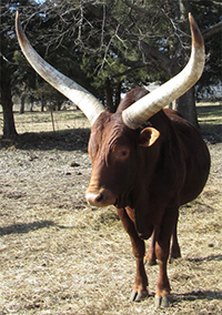 La Dorada Mica, FP Bull, Son Of La Dorada Robin