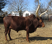 La Dorada Mica (Son Of La Dorada Robin)