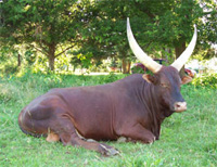 La Dorada Red Eagle rests after a busy day supervising his herd.