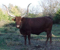 La Dorada Lucy, 3/4 Blood Cow.