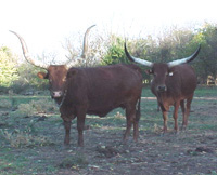 Two 3/4 Blood Ankole-Watusi.