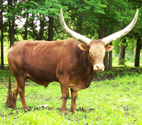 La Dorada Typhoon, FP Bull, 17 Years Old La Dorada Typhoon, FP Bull, 17 Years Old