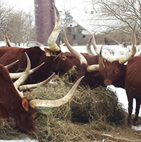 Nice warm hay on a cold day.