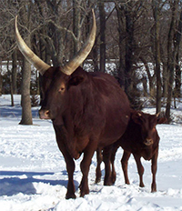 The big guy is a good windbreak.