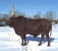 La Dorada Red Eagle, Foundation Pure Bull.