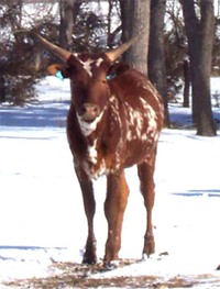 Yearling Foundation Pure Heifer