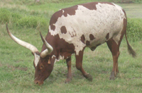 Native Pure Cow