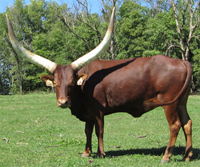 La Dorada Robin, FP Cow