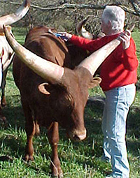 Beth Lundgren Brushing A Steer.
