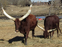 Foundation Pure Cows Eating Their Breakfast Hay