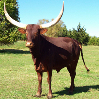 Native Pure Cow