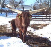 Foundation Pure Cow With Foundation Pure Heifer.