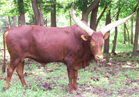 La Dorada Mica, FP Bull