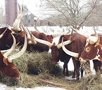 Cold snow, warm hay.