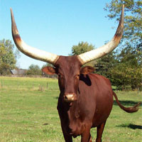These horns are sure make a girl look slim.