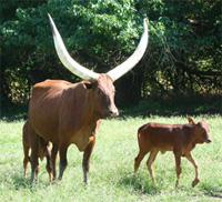 La Dorada Zulu And Some Calves