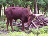 La Dorada Typhoon's Mojo, FP Bull