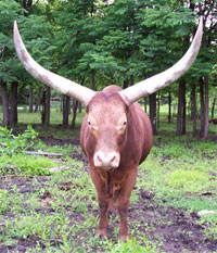 La Dorada Typhoon, FP Bull, 14 Years Old. The neighbors love to stop by and feed him range cubes! ;-)