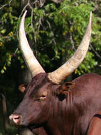 La Dorada Red Eagle, FP Bull