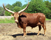 La Dorada Typhoon, Foundation Pure Bull, 15 Years Old, Poses For His Daily Treats.