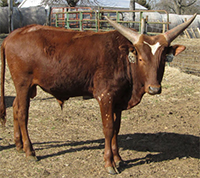 Lundgrens Triple Crown, Young FP Bull