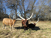 Foundation Pure Ankole-Watusi