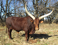 La Dorada Mica, FP Bull