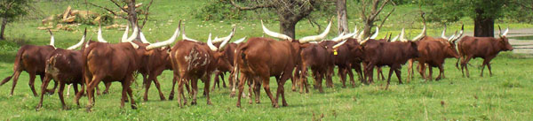 Ankole-Watusi Bulls in Field