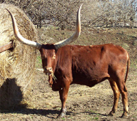 Foundation Pure Cow Eating Straight Off The Buffet Table.