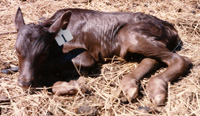 You can't see me. I blend in. (Foundation Pure Calf)