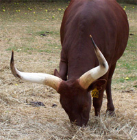 Please compliment the chef. This hay is exquisite. (Foundation Pure Cow)