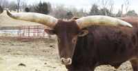 Sur, a professional zoo steer. ;-)