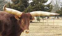 Sur, a professional zoo steer. ;-)