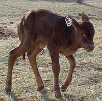 A day-old calf, still getting the hang of it. LOL