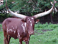 La Dorada Gale (FP 614) - Foundation Pure Cow - 9 Years Old