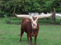 Lundgrens Lucky - Percentage Steer - Picture taken at 15 years of age.