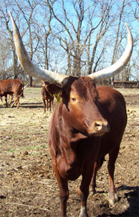 Another Foundation Pure Cow Enjoying The Warm March Day